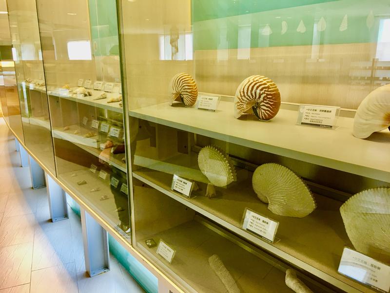 旗津貝殼館