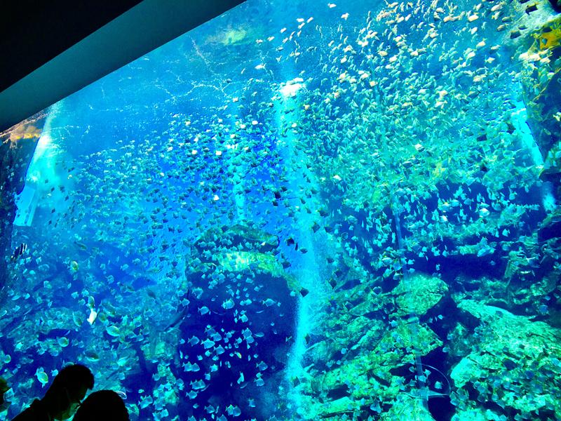 桃園水族館