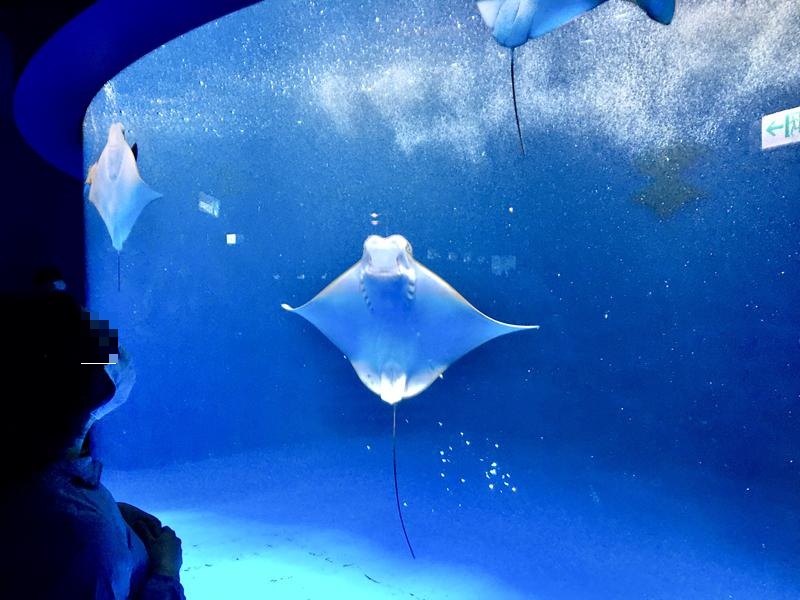 桃園水族館