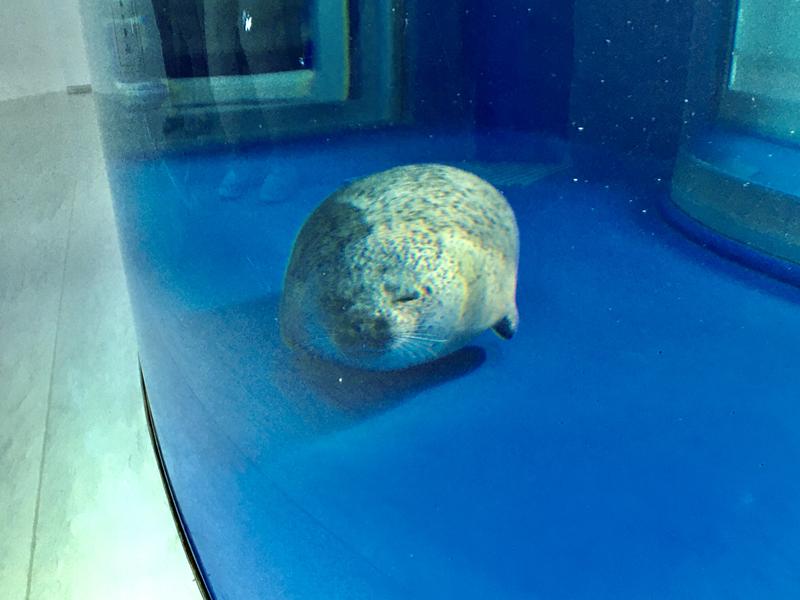 桃園水族館