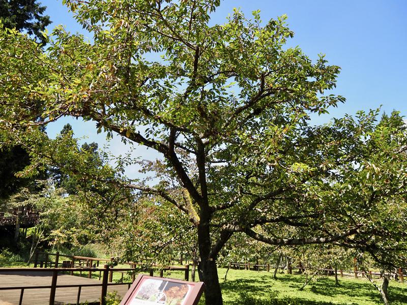 阿里山森林遊樂園區