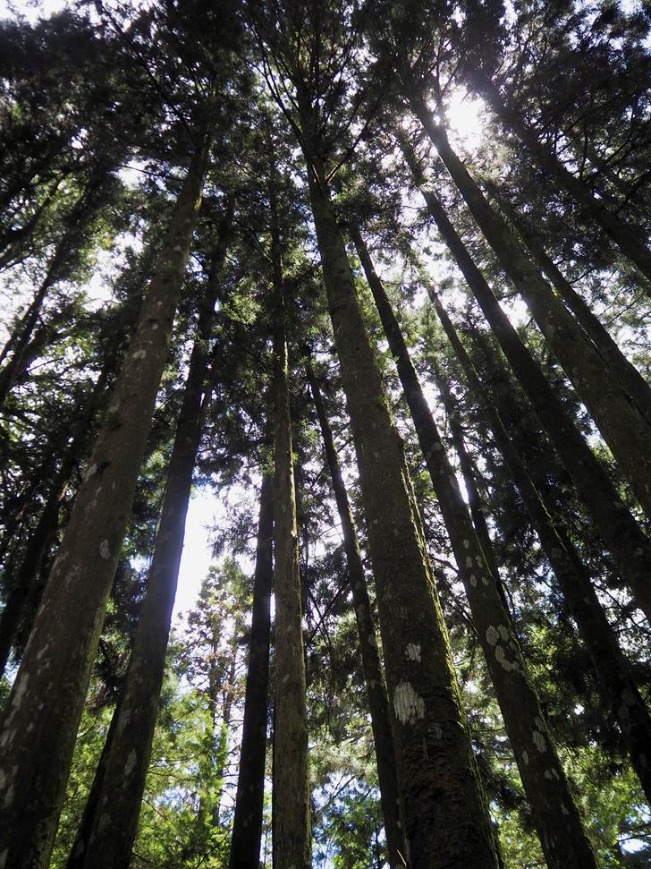阿里山森林遊樂園區
