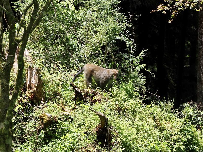 阿里山森林遊樂園區