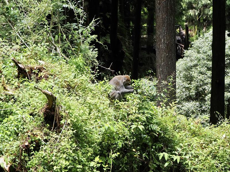 阿里山森林遊樂園區