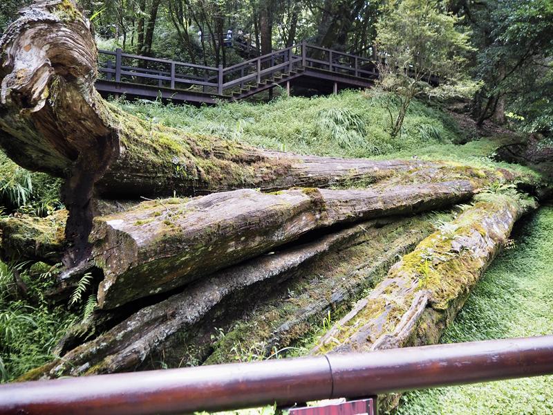 阿里山森林遊樂園區