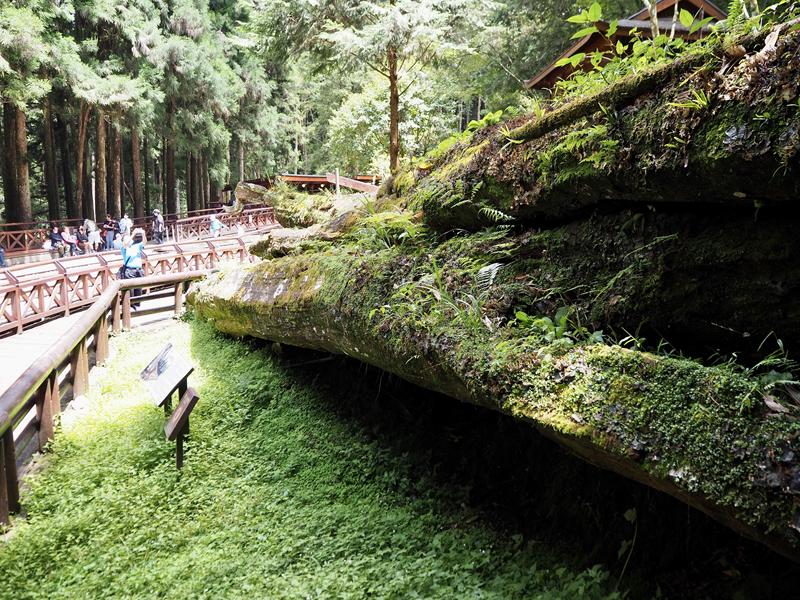阿里山森林遊樂園區