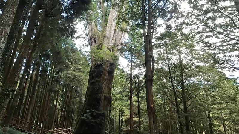 阿里山森林遊樂園區