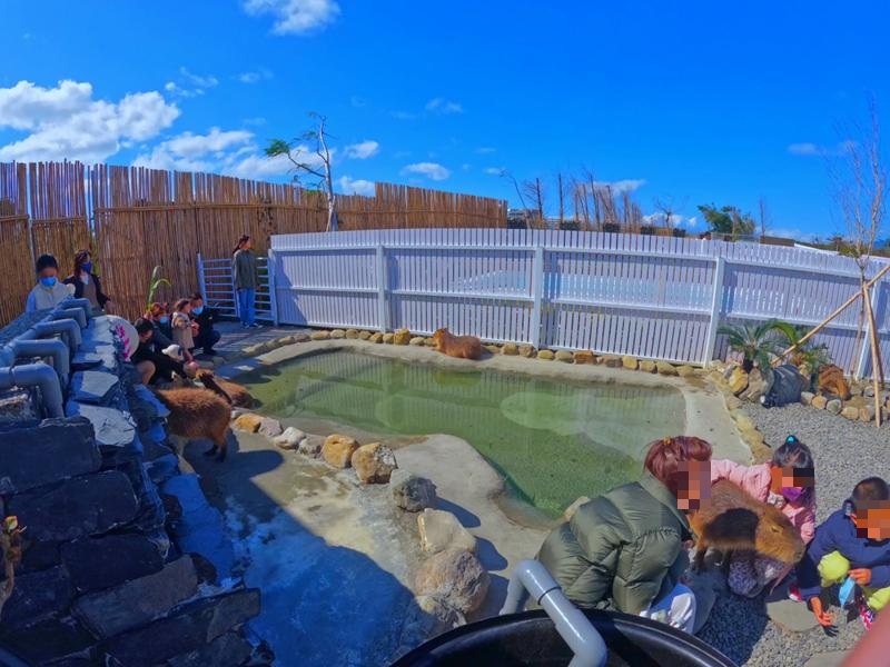 鹿ㄦ島水豚生態園區