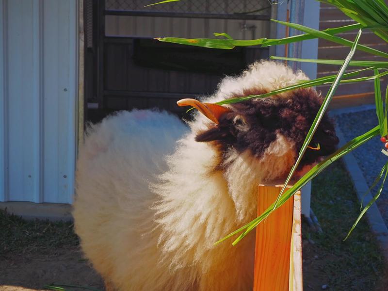 鹿ㄦ島水豚生態園區