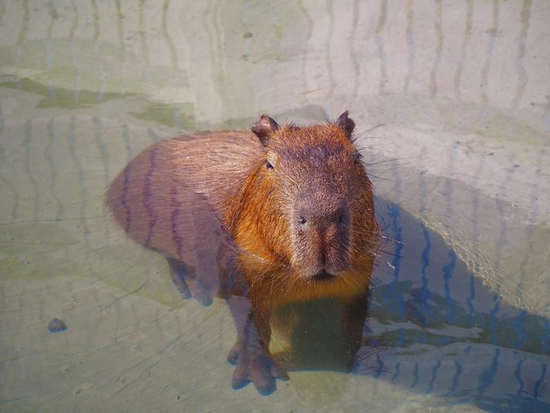 鹿ㄦ島水豚生態園區