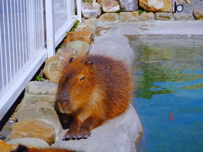 鹿ㄦ島水豚生態園區