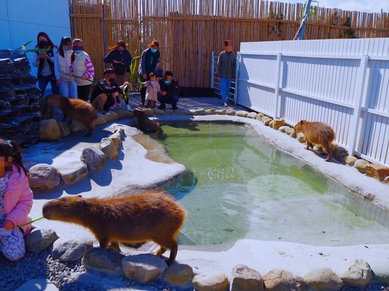 鹿ㄦ島水豚生態園區