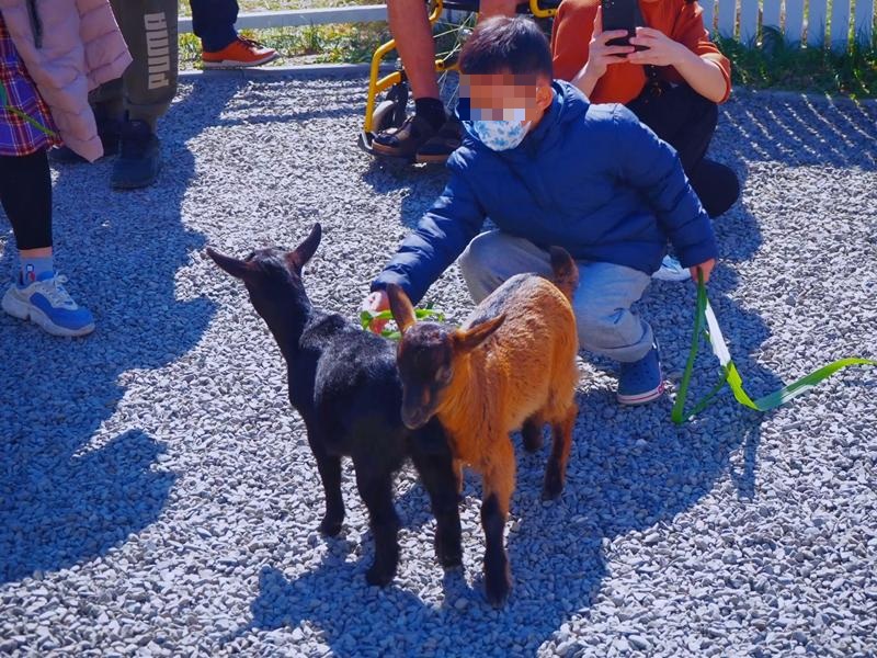 鹿ㄦ島水豚生態園區