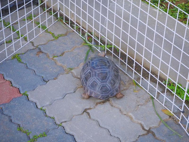鹿ㄦ島水豚生態園區