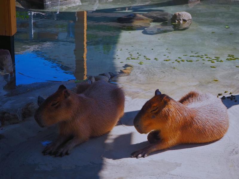 鹿ㄦ島水豚生態園區