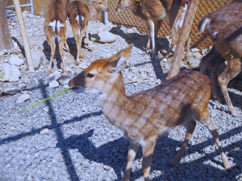 鹿ㄦ島水豚生態園區