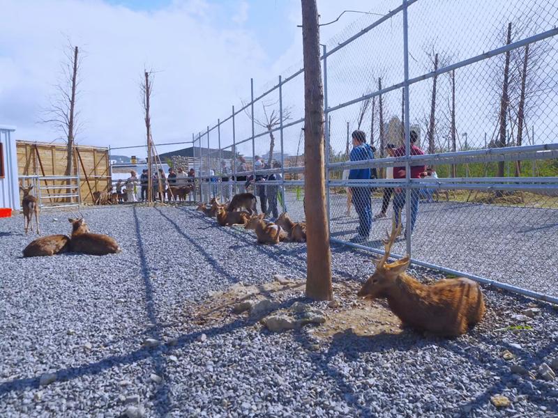 鹿ㄦ島水豚生態園區