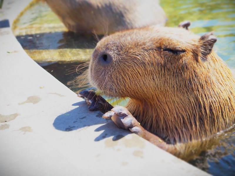 綠舞國際觀光飯店
