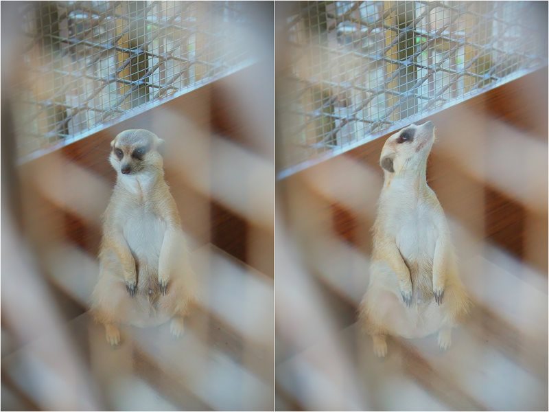 綠舞國際觀光飯店