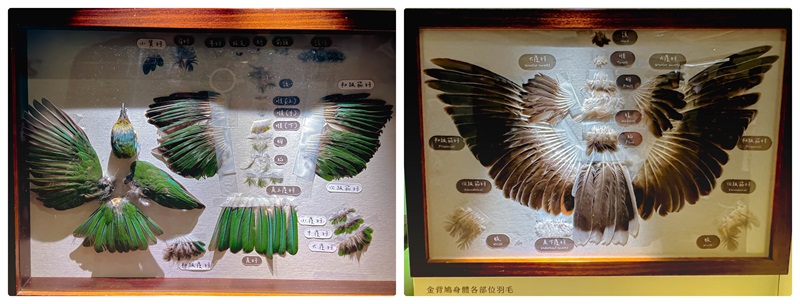 國立台灣博物館