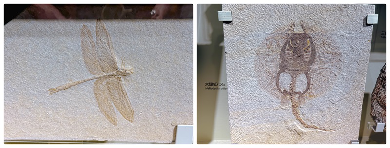 國立台灣博物館2