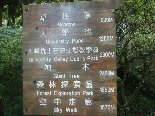 溪頭森林遊樂區