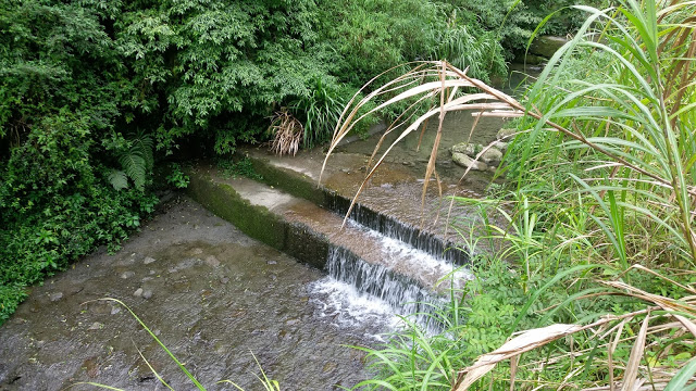 溪頭森林遊樂區