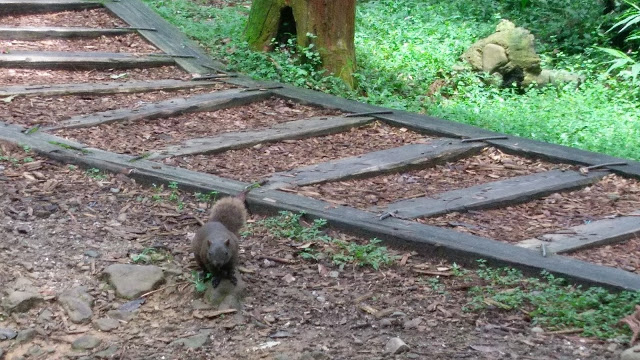 溪頭森林遊樂區