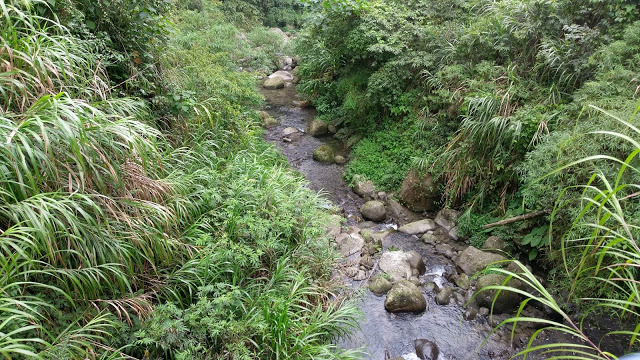 溪頭森林遊樂區