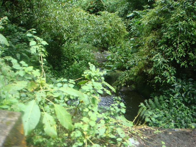 溪頭森林遊樂區