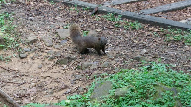 溪頭森林遊樂區