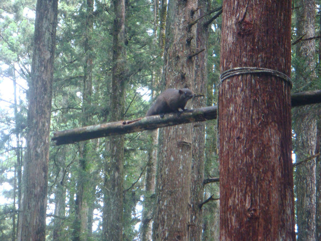 溪頭森林遊樂區