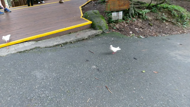 溪頭森林遊樂區