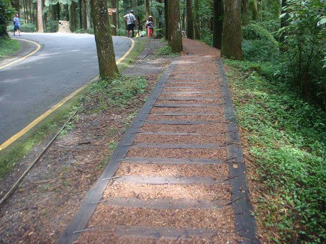 溪頭森林遊樂區