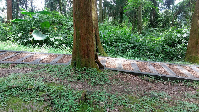 溪頭森林遊樂區