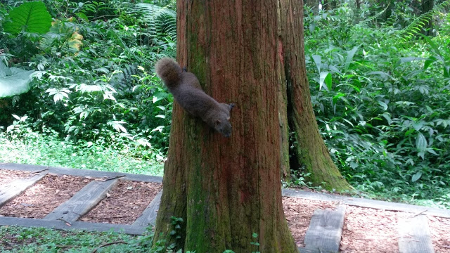 溪頭森林遊樂區