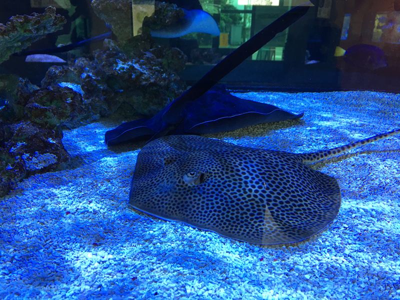 金車水產養殖研發中心