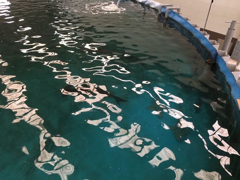 金車水產養殖研發中心