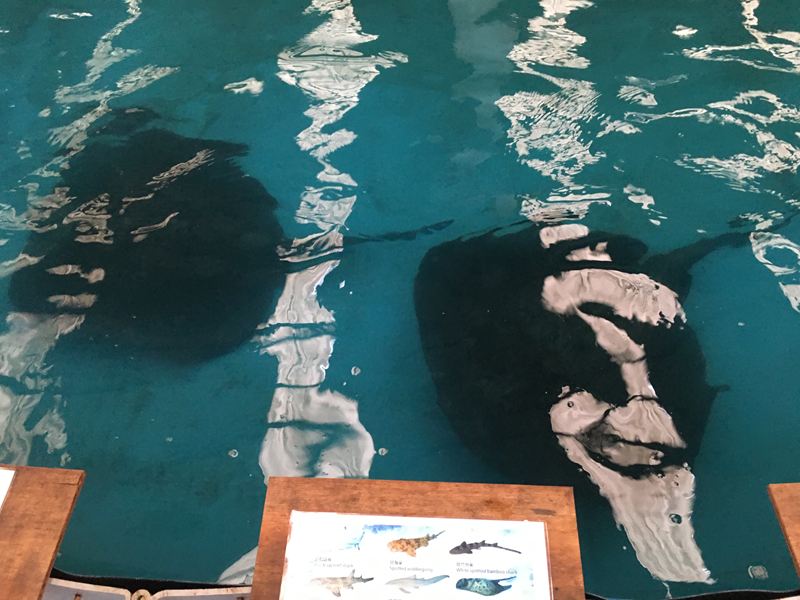 金車水產養殖研發中心