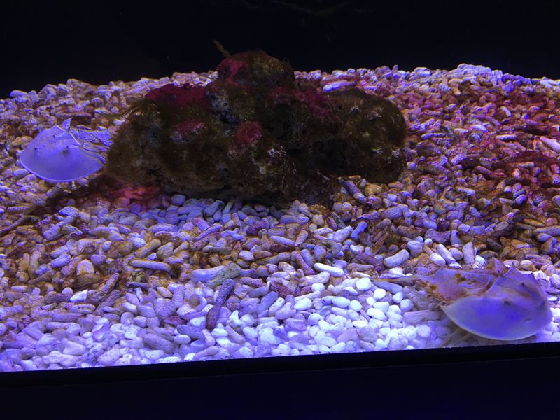 金車水產養殖研發中心