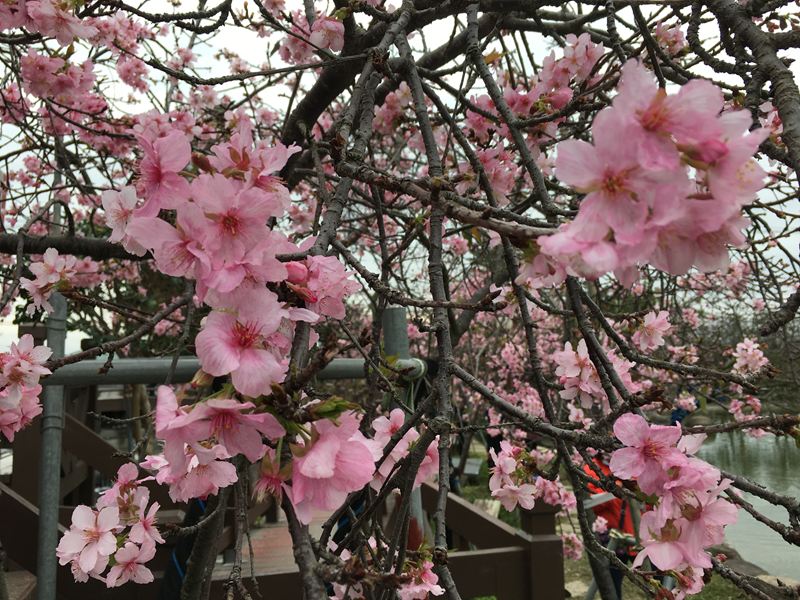 芬園花卉生產休憩園區