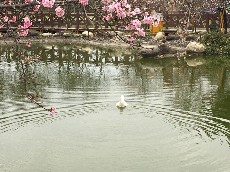 芬園花卉生產休憩園區