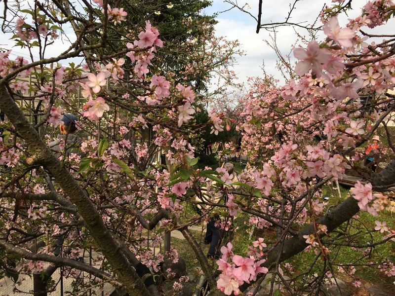 芬園花卉生產休憩園區