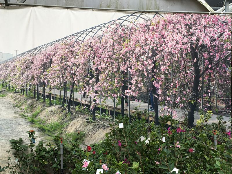 芬園花卉生產休憩園區