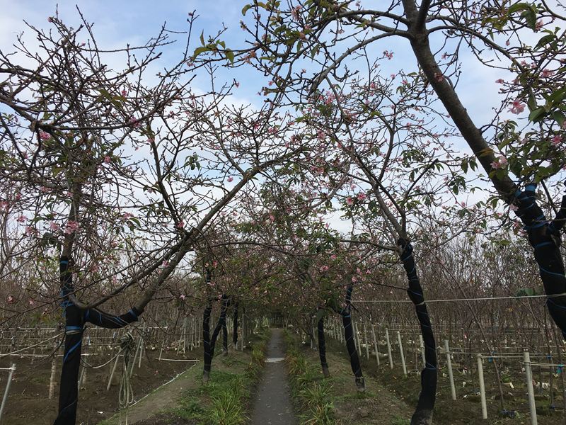 芬園花卉生產休憩園區