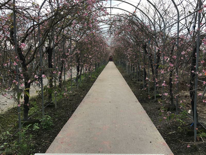 芬園花卉生產休憩園區