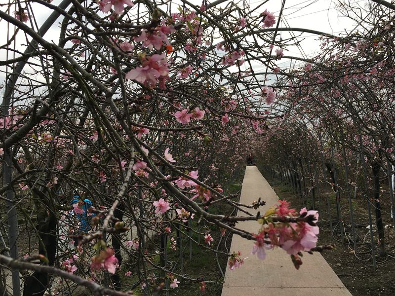 芬園花卉生產休憩園區