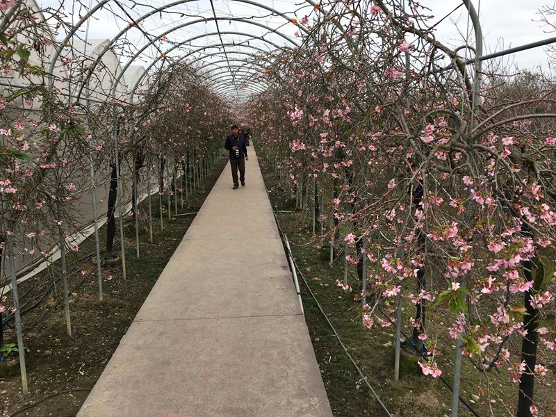 芬園花卉生產休憩園區