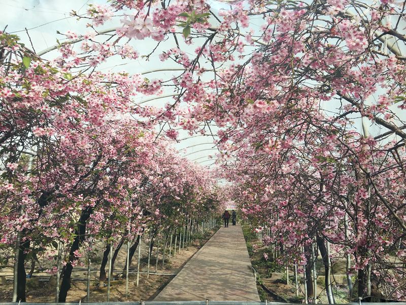 芬園花卉生產休憩園區